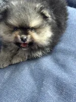 Male puppy , a male Pomeranian for sale in Angola, IN – 3 of 10