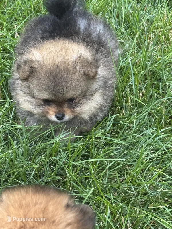 Tricolor male 2  – Pomeranian puppy for sale in Angola, IN
