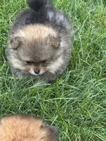 Tricolor male 2 , a male Pomeranian for sale in Angola, IN – 1 of 5