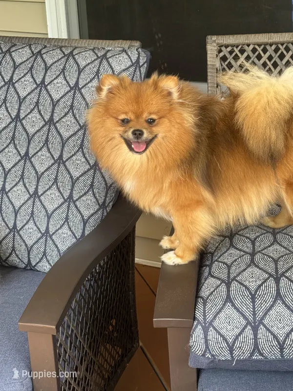 Girl 2 – Pomeranian puppy for sale in Angola, IN
