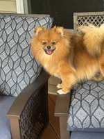 Girl 2, a female Pomeranian for sale in Angola, IN – 1 of 6