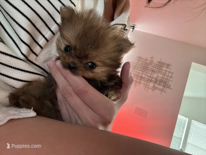Quinn  – Pomeranian puppy for sale in Indianapolis, IN