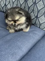 Male puppy , a male Pomeranian for sale in Angola, IN – 10 of 10