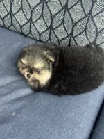 Male puppy , a male Pomeranian for sale in Angola, IN – 5 of 10