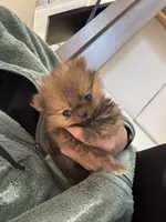 Quinn , a male Pomeranian for sale in Indianapolis, IN – 2 of 4