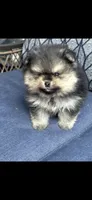Male puppy , a male Pomeranian for sale in Angola, IN – 8 of 10