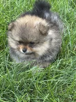 Tricolor male 2 , a male Pomeranian for sale in Angola, IN – 4 of 5