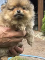 Orange sable female , a female Pomeranian for sale in Angola, IN – 4 of 4