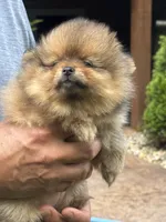 Orange sable female , a female Pomeranian for sale in Angola, IN – 2 of 4