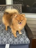 Girl 2, a female Pomeranian for sale in Angola, IN – 5 of 6