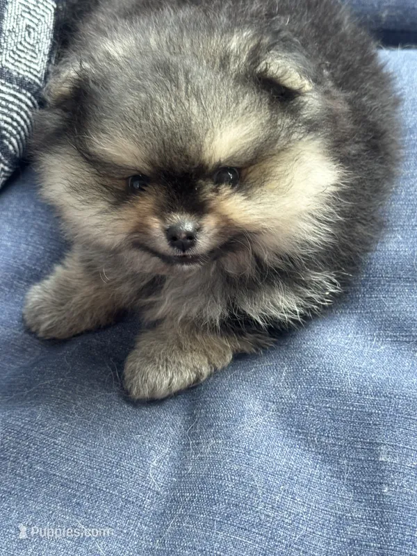 Male puppy  – Pomeranian puppy for sale in Angola, IN
