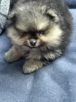 Male puppy , a male Pomeranian for sale in Angola, IN – 1 of 10