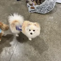 white male pup 4, a male Pomeranian for sale in Angola, IN – Photo 1 of 3