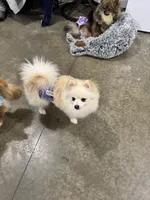 white male pup 4, a male Pomeranian for sale in Angola, IN – Photo 1 of 3