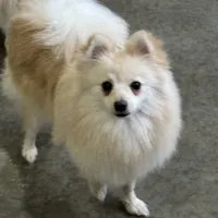 white male pup 4, a male Pomeranian for sale in Angola, IN – Photo 3 of 3