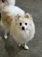 white male pup 4, a male Pomeranian for sale in Angola, IN – Photo 3 of 3