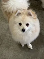 white male pup 4, a male Pomeranian for sale in Angola, IN – Photo 2 of 3