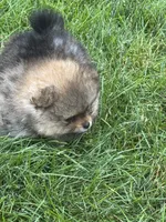 Tricolor male 2 , a male Pomeranian for sale in Angola, IN – 3 of 5
