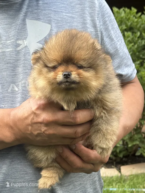 Orange sable female  – Pomeranian puppy for sale in Angola, IN