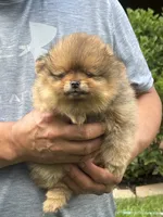 Orange sable female , a female Pomeranian for sale in Angola, IN – 1 of 4