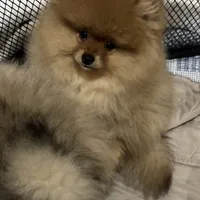 Boy 1, a male Pomeranian for sale in Angola, IN – Photo 1 of 2