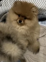 Boy 1, a male Pomeranian for sale in Angola, IN – Photo 1 of 2