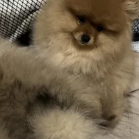 Boy 1, a male Pomeranian for sale in Angola, IN – Photo 2 of 2