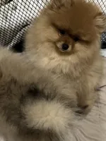 Boy 1, a male Pomeranian for sale in Angola, IN – Photo 2 of 2