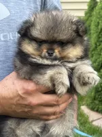 Tricolor 1 make , a male Pomeranian for sale in Angola, IN – 1 of 4
