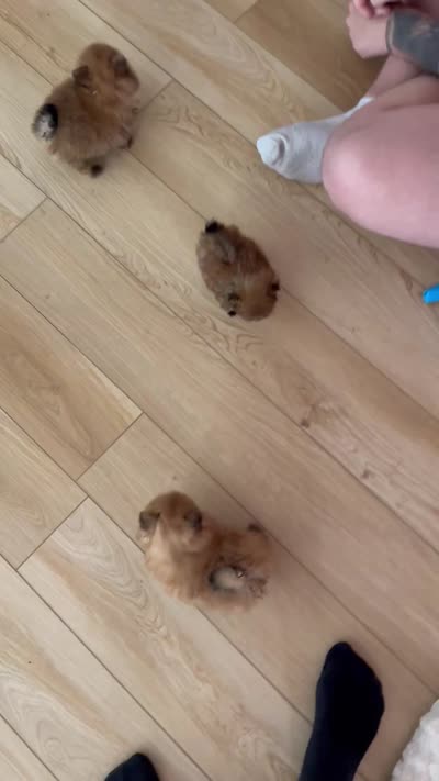 Charlie , a male Pomeranian for sale in Indianapolis, IN – 2 of 3