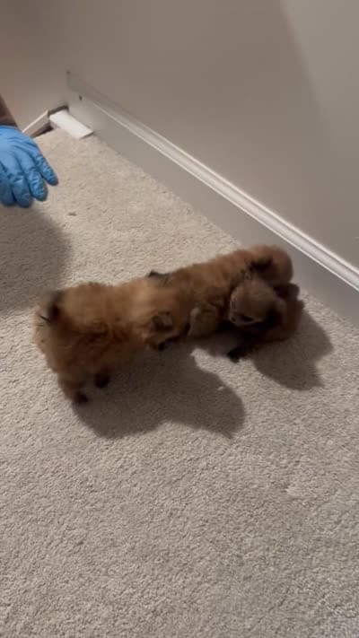 Quinn , a male Pomeranian for sale in Indianapolis, IN – 3 of 4