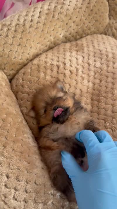Charlie , a male Pomeranian for sale in Indianapolis, IN – 3 of 3