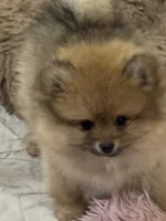 Girl 2, a female Pomeranian for sale in Angola, IN – Photo 2 of 2