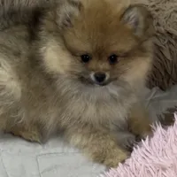 Girl 2, a female Pomeranian for sale in Angola, IN – Photo 1 of 2