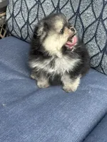 Male puppy , a male Pomeranian for sale in Angola, IN – 9 of 10