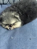 Male puppy , a male Pomeranian for sale in Angola, IN – 2 of 10