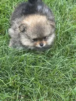 Tricolor male 2 , a male Pomeranian for sale in Angola, IN – 5 of 5