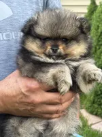 Tricolor 1 make , a male Pomeranian for sale in Angola, IN – 4 of 4