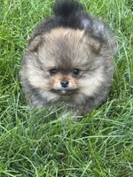 Tricolor male 2 , a male Pomeranian for sale in Angola, IN – 2 of 5