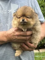 Orange sable female , a female Pomeranian for sale in Angola, IN – 3 of 4