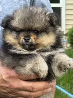 Tricolor 1 make , a male Pomeranian for sale in Angola, IN – 2 of 4