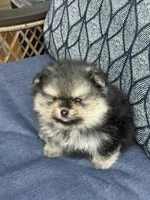Male puppy , a male Pomeranian for sale in Angola, IN – 6 of 10