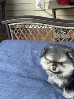 Male puppy , a male Pomeranian for sale in Angola, IN – 7 of 10