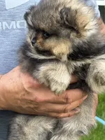 Tricolor 1 make , a male Pomeranian for sale in Angola, IN – 3 of 4
