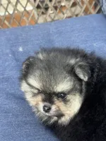 Male puppy , a male Pomeranian for sale in Angola, IN – 4 of 10