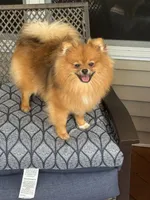 Girl 2, a female Pomeranian for sale in Angola, IN – 6 of 6