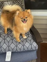 Girl 2, a female Pomeranian for sale in Angola, IN – 4 of 6