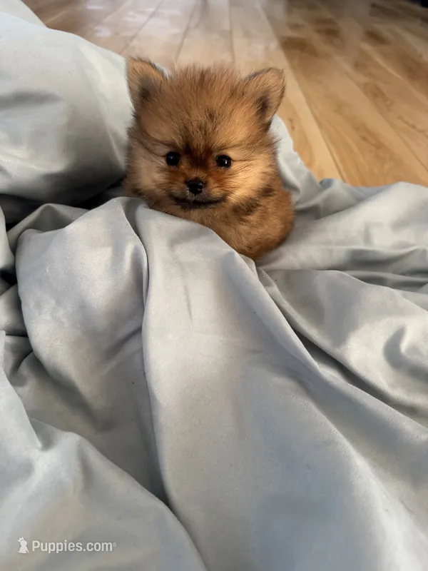 Charlie  – Pomeranian puppy for sale in Indianapolis, IN