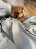 Charlie , a male Pomeranian for sale in Indianapolis, IN – 1 of 3