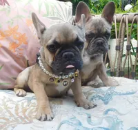 SABLE BLUE, a female French Bulldog for sale in Gaithersburg, MD – 2 of 9